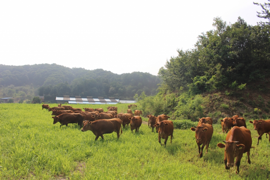 경기도가 올해 축산시책 추진을 위해 2689억원의 예산을 투입하기로 했다. /사진제공=경기도