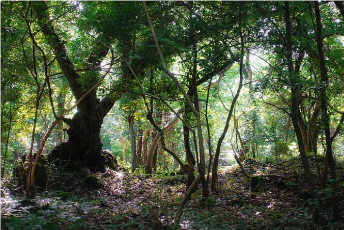 매입 완료한 사유림 곶자왈/사진제공=제주특별자치도