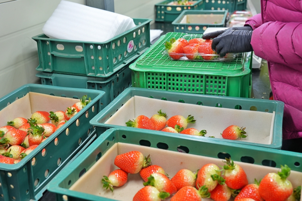  전북 부안군에 위치한 스마트팜 딸기 선별소에서 딸기를 선별해 포장하고 있는 직원들의 모습. /사진제공=롯데마트 