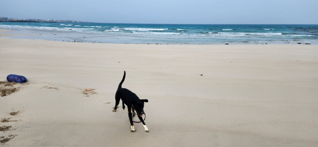개의 세상은 보호자가 펼쳐주는 만큼이다. 드넓은 바다가 될 수도 있고, 1m짜리 원이 될 수도 있다. 어떤 광경이 바라보기에 행복한가. 대장암 말기 노인과 살다가, 보호자가 고독사 한 뒤 4일만에 발견된 깜순이. 깜순이를 바다에 데리고 나온 재연씨./사진=유재연 소설가