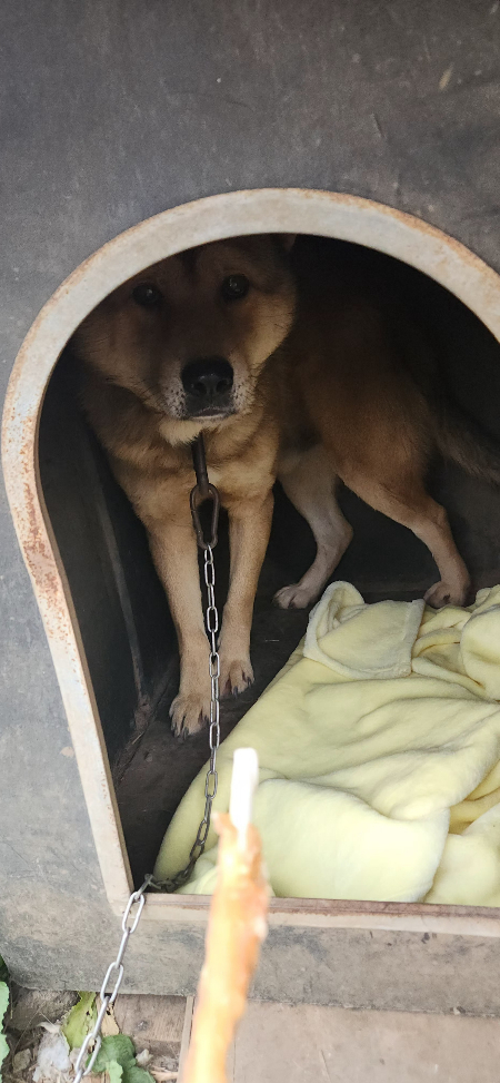 누군가 다가오면 곁을 내어주지 않는 개였다./사진=그런 다복이에게 매일 다가가 인사를 건넨 유재연 소설가