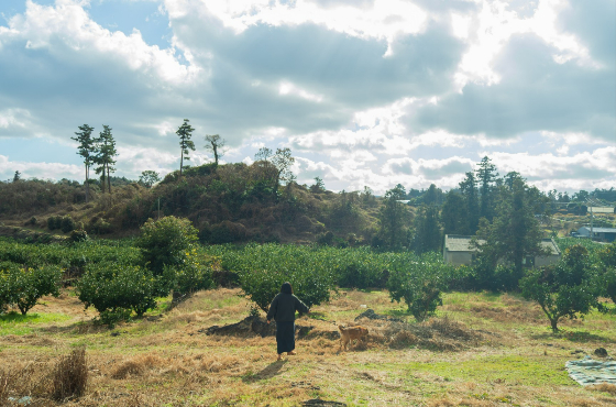 귤밭을 거니는 유재연 소설가와 두 살 다복이. 얼마나 안온한 풍경인지./사진=유재연 소설가 