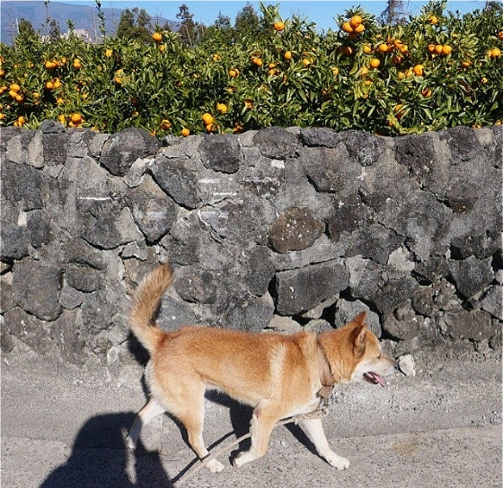 제주 귤밭과 돌담을 의젓하게 걷는 다복이. 세상이 이리 넓어졌다./사진=유재연 소설가
