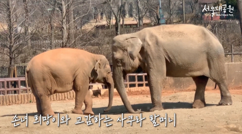 국내 최장수 코끼리 사쿠라(오른쪽)와 2016년 태어난 아기 코끼리 희망이(왼쪽). 희망이는 아빠 가자바, 엄마 수겔라 사이에 태어난 아기 코끼리로, 서울대공원에서 2번째이자 22년 만에 태어난 코끼리다. /사진=유튜브 채널 '서울대공원TV' 영상