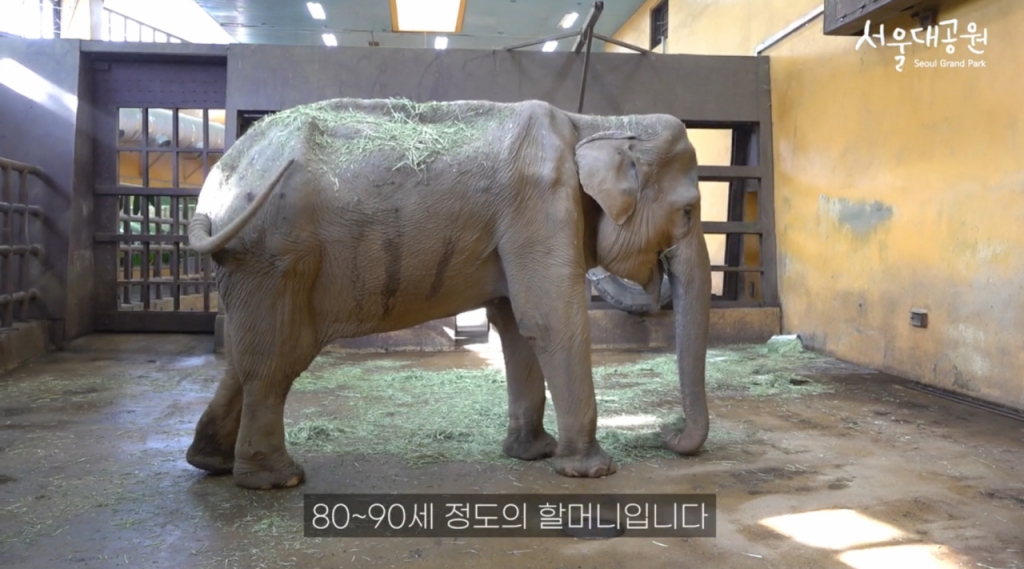 코끼리 사쿠라. /사진=유튜브 채널 '서울대공원TV' 영상