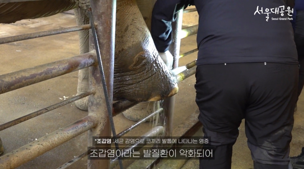 /사진=유튜브 채널 '서울대공원TV' 영상