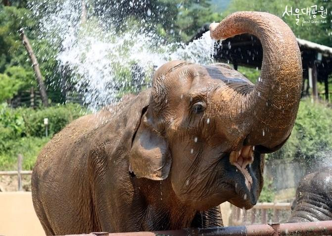 국내 최장수 코끼리 사쿠라. /사진=서울대공원 