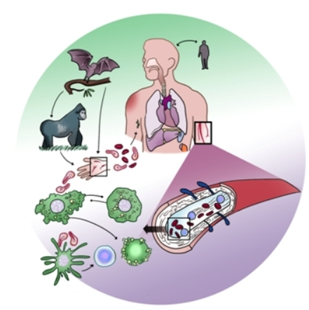 에볼라바이러스의 전파 경로. /자료=서울아산병원