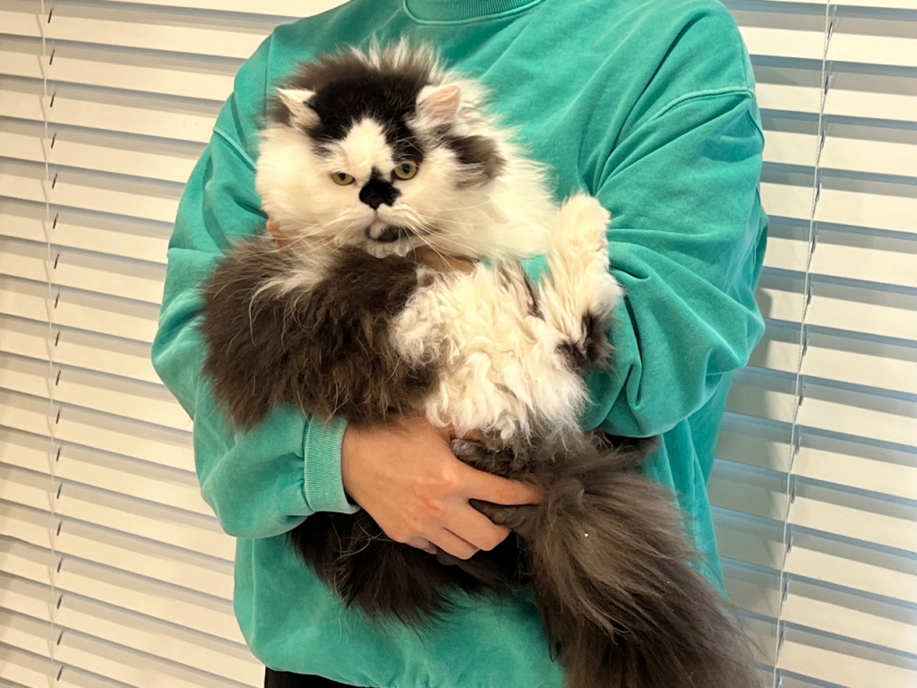 4일 오후 서울 마포구 연남동의 한 다세대 주택에서는 입주자 이승재씨(29)와 묘생 4년 차 '코별이'가 기자를 맞았다. 이들은 반려묘와 1인 가구 집사(고양이 양육자)를 위한 16세대 규모의 공동체 주택 '묘나공주(고양이 묘와 나의 공동체 주택)'에 살고 있다. /사진=민수정 기자.