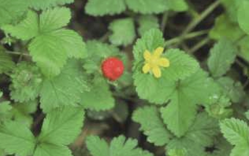 산뱀딸기 추출물에서 노로바이러스를 97% 억제하는 성분이 나와 주목 받고 있다 / 사진 = 국립생물자원관 제공