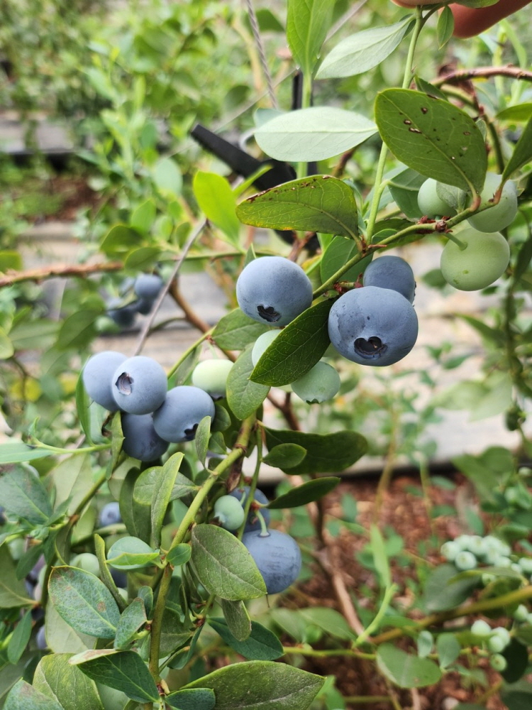 수확시기를 앞당긴 곡성 블루베리가 출하되기 시작했다. /사진제공=곡성군
