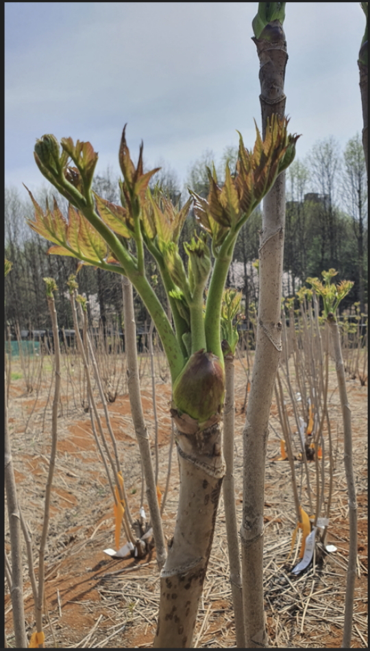 가시 없는 두릅 '서춘'./사진제공=산림청