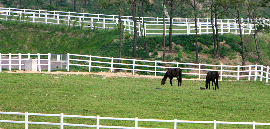 장수목장 초지에서 방목중인 말 모습/사진=한국마사회