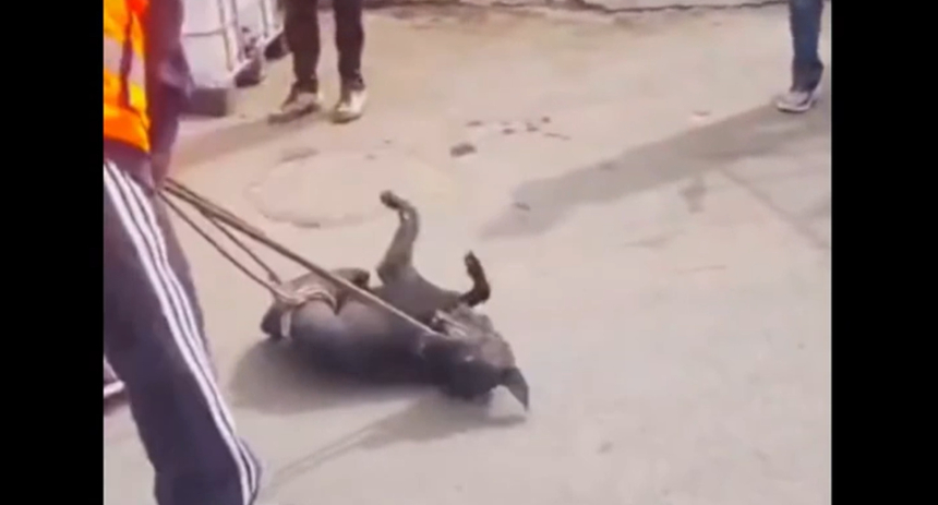 모로코 한 거리에서 개를 끌고가는 모습./사진=IAWPC