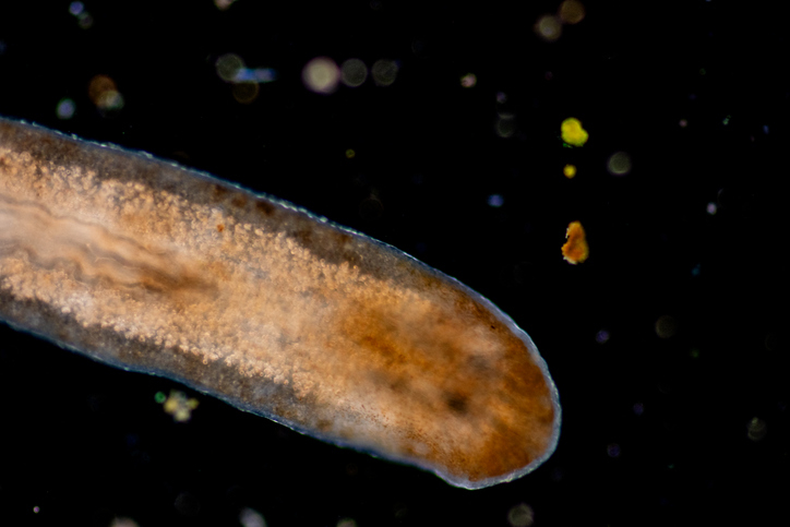 현미경으로 확대 관찰한 선충류의 기생충.