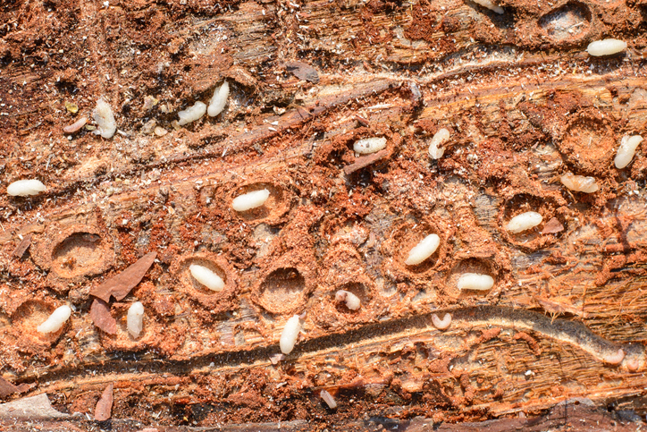 나무 속에 사는 기생충. 