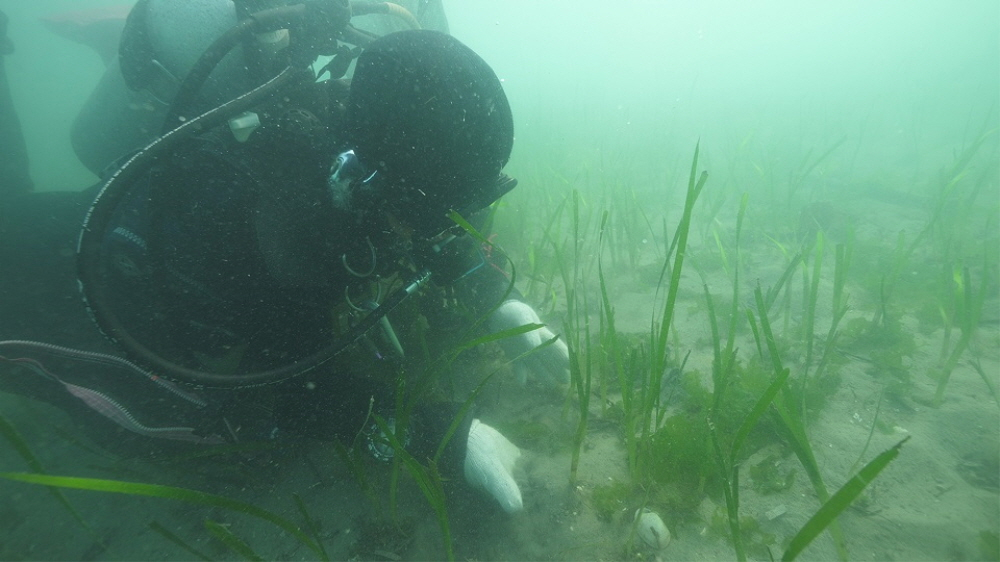 이식을 위한 잘피(블루카본) 채집 모습./사진제공=한국전력