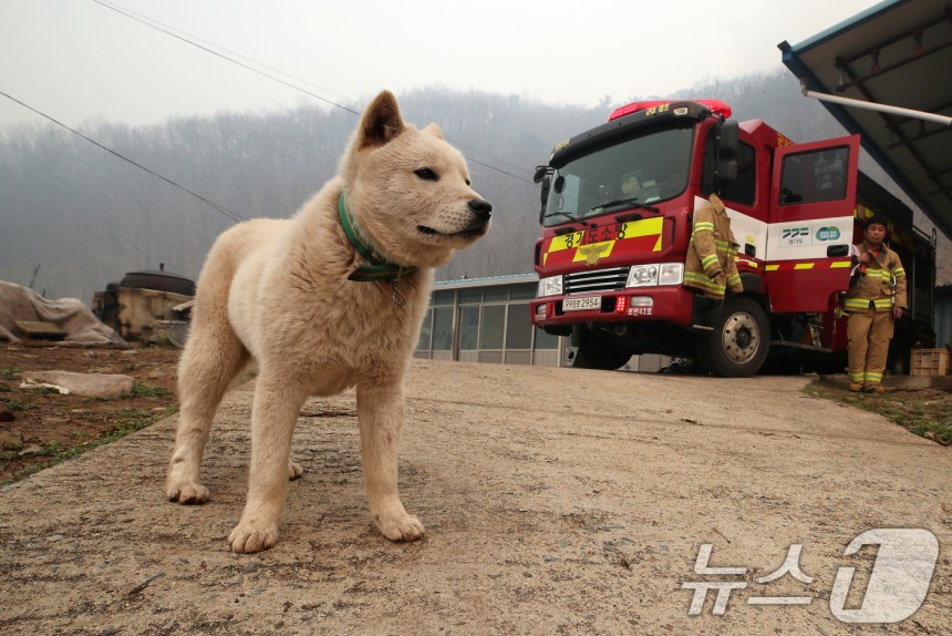 경북 의성 산불 나흘째인 25일 오전 경북 안동시 길안면 백자리 민가 뒷산까지 산불이 확산한 가운데 가족이 대피해 빈집에서 개 한 마리가 집을 지키고 있다./사진=뉴스1