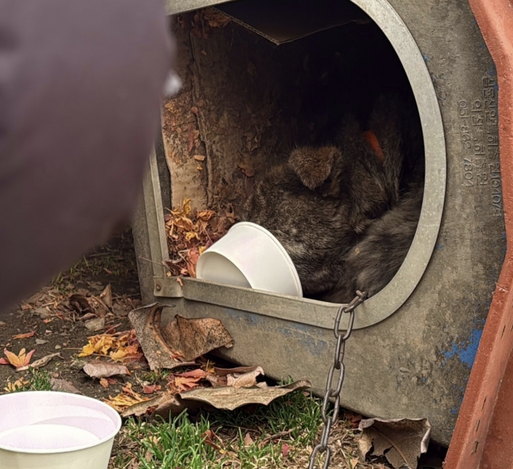 경남 산청, 경북 의성, 울산 울주에서 발생한 대형산불이 현재까지 완전히 진화되지 않고 추가로 산불이 발생하는 등 악화일로로 치닫고 있는 가운데 산불 상황 속에 홀로 남겨진 개들의 상황이 알려지면서 안타까움을 더하고 있다./사진=위액트
