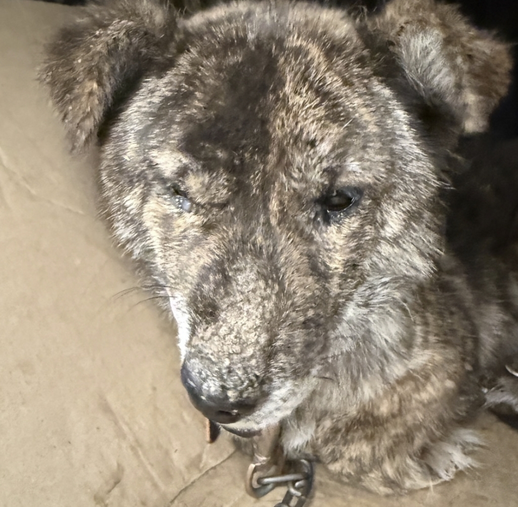 경남 산청, 경북 의성, 울산 울주에서 발생한 대형산불이 현재까지 완전히 진화되지 않고 추가로 산불이 발생하는 등 악화일로로 치닫고 있는 가운데 산불 상황 속에 홀로 남겨진 개들의 상황이 알려지면서 안타까움을 더하고 있다./사진=위액트