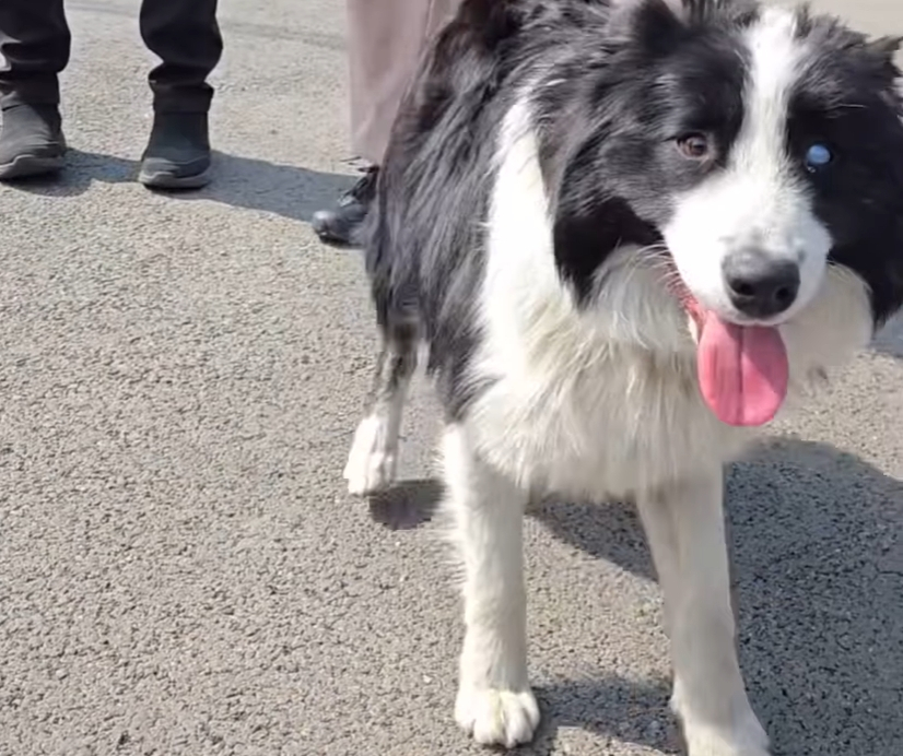 경남 산청, 경북 의성, 울산 울주에서 발생한 대형산불이 현재까지 완전히 진화되지 않고 추가로 산불이 발생하는 등 악화일로로 치닫고 있는 가운데 산불 상황 속에 홀로 남겨진 개들의 상황이 알려지면서 안타까움을 더하고 있다./사진=위액트