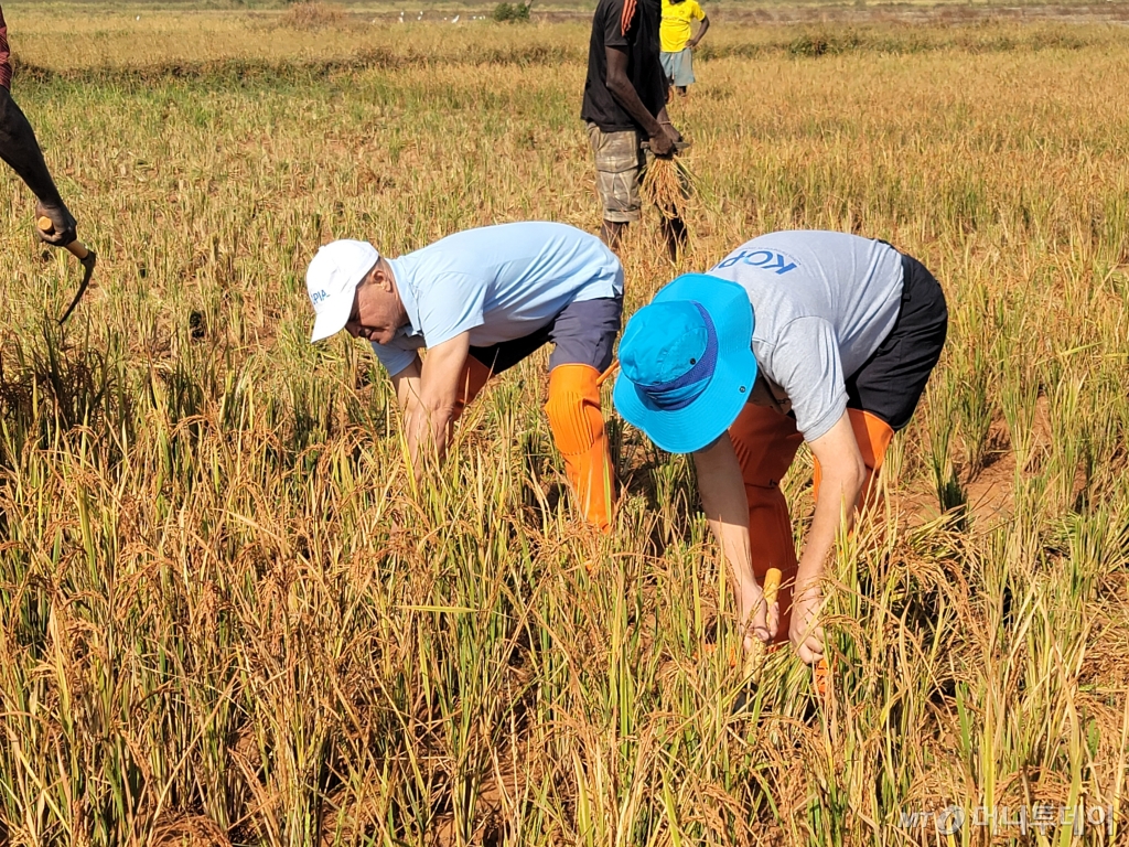아프리카 기니비사우 농업인들이 우리나라 K품종을 활용한 ISRIZ-7 벼를 수확하고 있다. /사진=농식품부