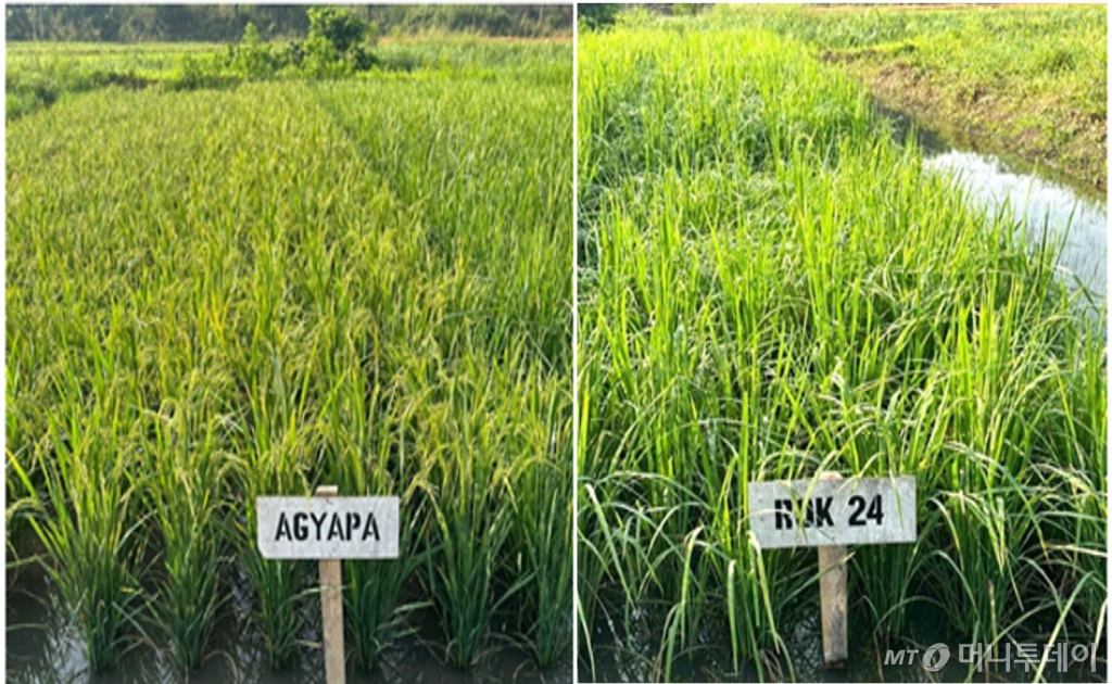 시에라리온에서 재배중인 우리나라 K품종(AGYAPA)와 현지품종(ROK24) 품종 생육비교 모습. /사진=농식품부