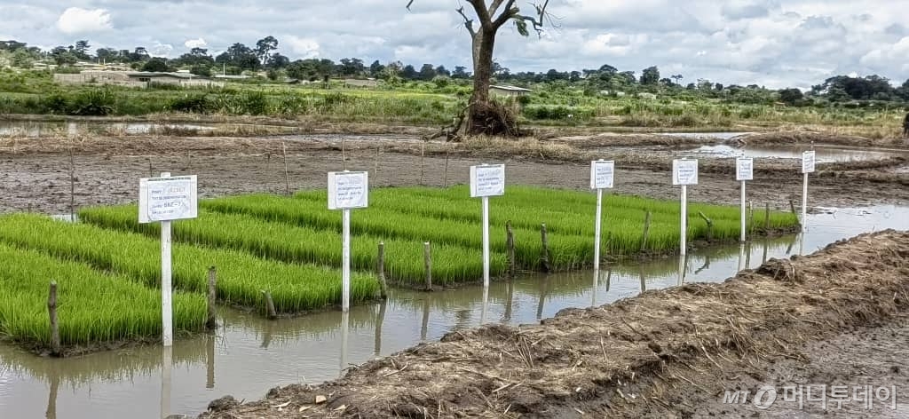 '케이(K)-라이스벨트' 프로젝트가 진행중인 코트디부아르에 설치된 우리나라 K품종과 현지품종을 비교하는 전시포 모습 /사진=농식품부