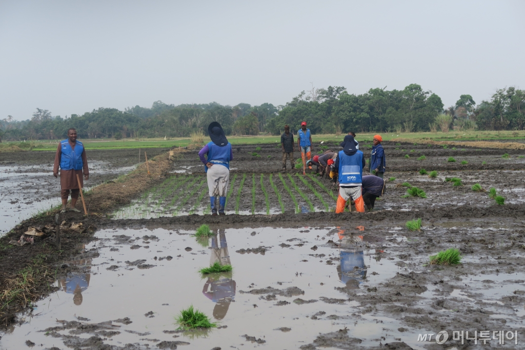'케이(K)-라이스벨트' 프로젝트가 진행중인 카메룬 농민들이 이앙작업을 하고 있다. /사진=농식품부