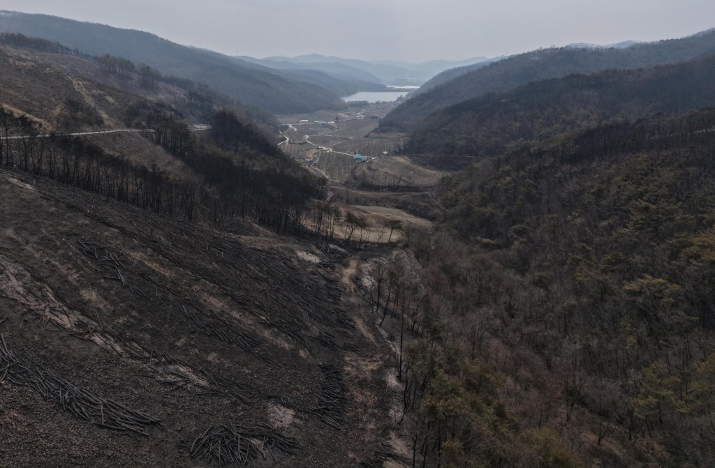  27일 경북 의성군 기룡산 일대 수목이 산불 피해를 입어 잿더미로 변해있다./사진=뉴시스.