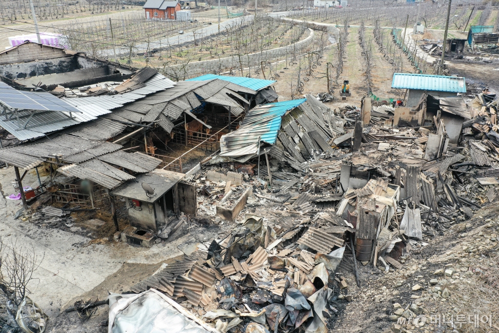 전국 곳곳에 산불이 이어지고 있는 27일 경북 의성군 동변1리마을 인근에서 산풀 피해를 입은 우사에 살아 있는 소가 쉬고 있다.／사진＝뉴스１