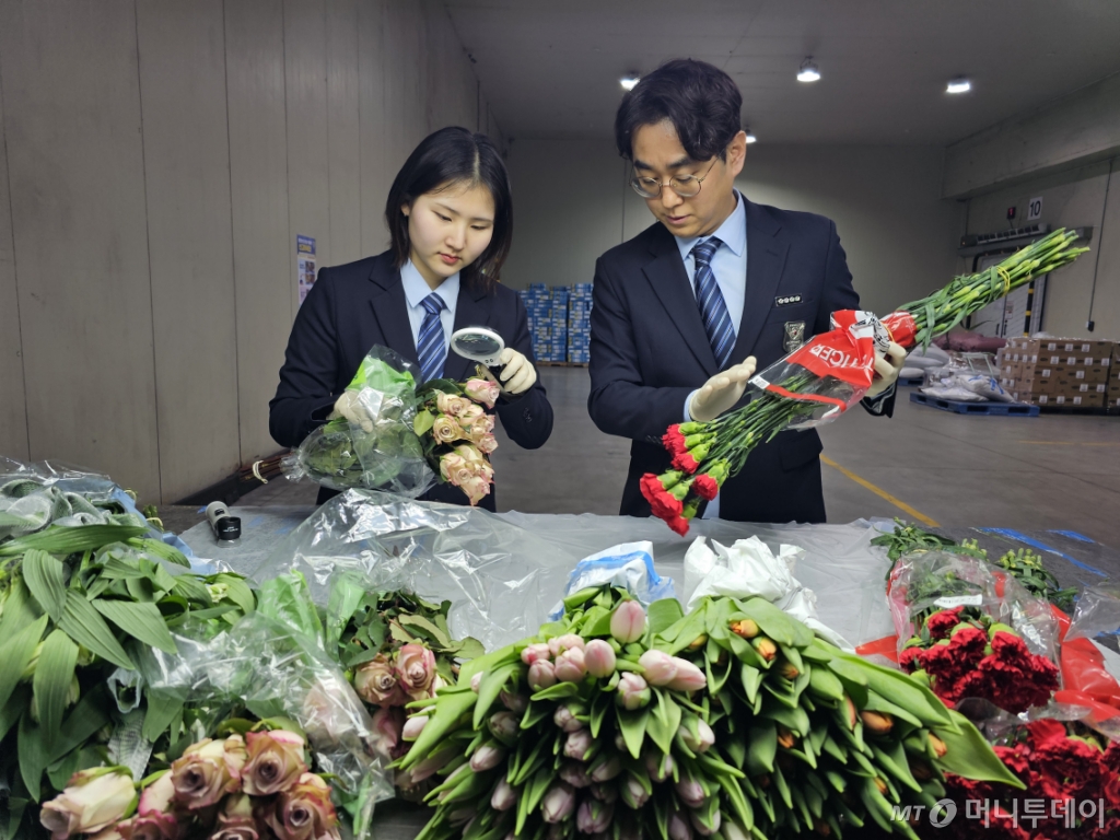 농림축산검역본부 소속 검역관들이 해외 병해충 유입차단을 위해 국화, 장미 등 수입 화훼류에 대한 특별검역을 실시하고 있다. /사진=농림축산검역본부