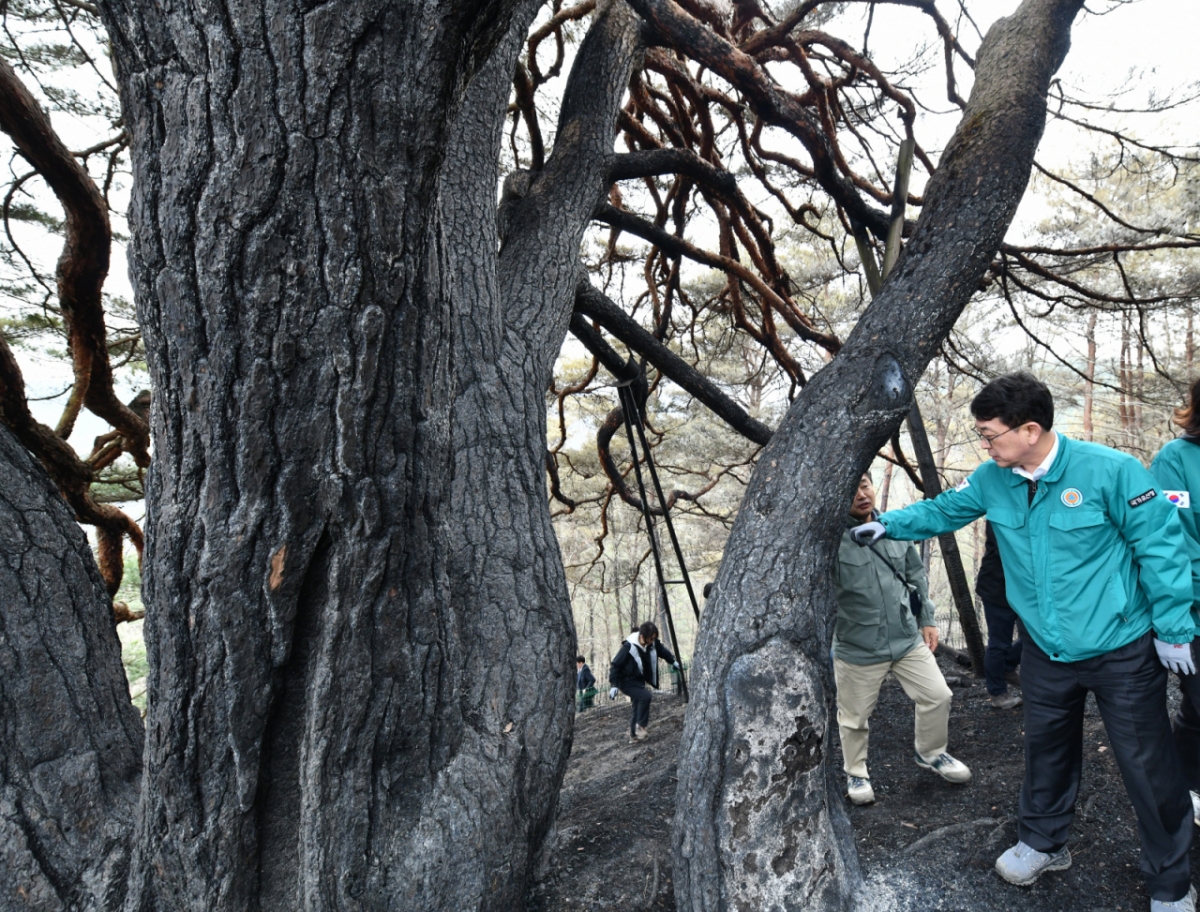 최응천 국가유산청장이 지난 3월 28일 경상북도 영양군 소재 천연기념물 ‘영양 답곡리 만지송’을 찾아 피해 상황을 확인하고 있다.  / 사진 = 국가유산청 제공 /사진=(서울=뉴스1)