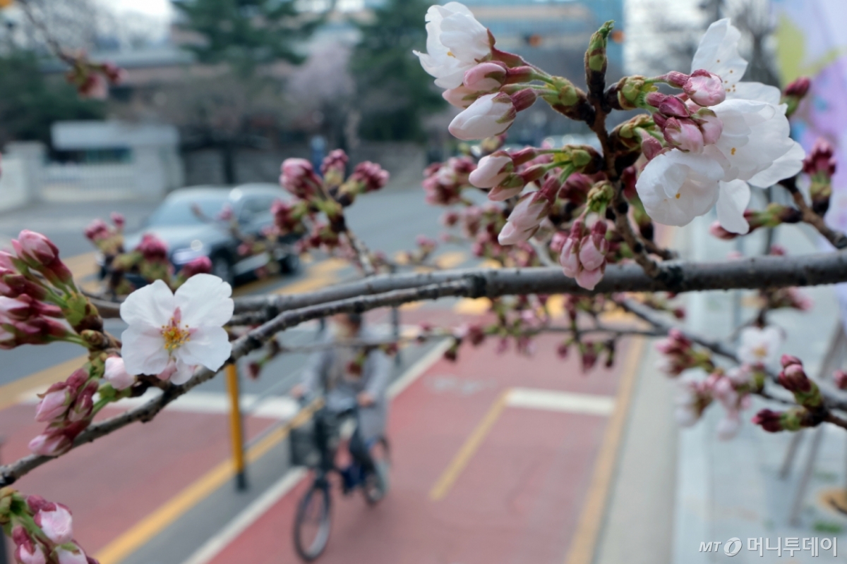  2일 서울 여의도 여의서로에서 시민들이 아직 만개하지 않은 벚꽃나무 아래를 지나고 있다.   윤석열 대통령 탄핵 심판 선고 기일이 4일로 잡히면서 당초 당일 예정됐던 봄꽃 행사 시작일이 8일로 연기됐으며, 교통 통제는 6일 정오부터 13일 오후 10시까지 진행된다. 2025.4.2/뉴스1  Copyright © 뉴스1. All rights reserved. 무단 전재 및 재배포,  AI학습 이용 금지. 