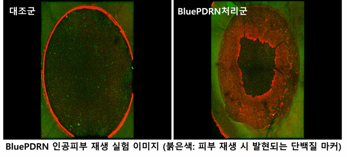 미세조류 PDRN 효능 연구 발표자료. /사진제공=아모레퍼시픽