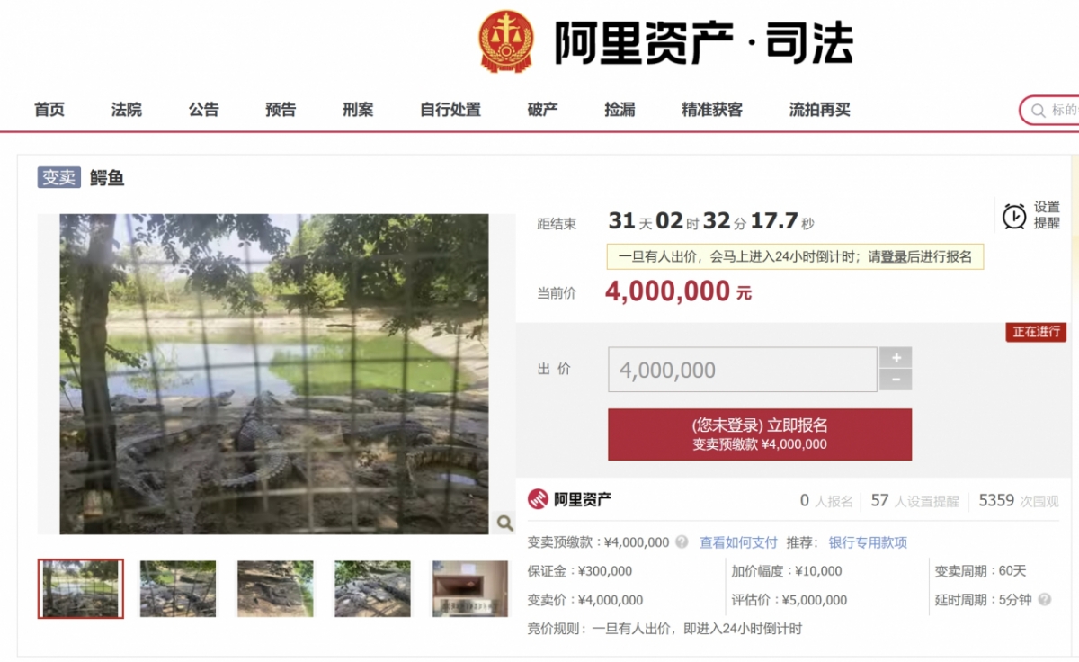 중국 법원이 구매자가 직접 악어를 가져가는 조건으로 살아있는 악어 100톤을 경매에 내놨다./사진=중국 경매사이트 갈무리