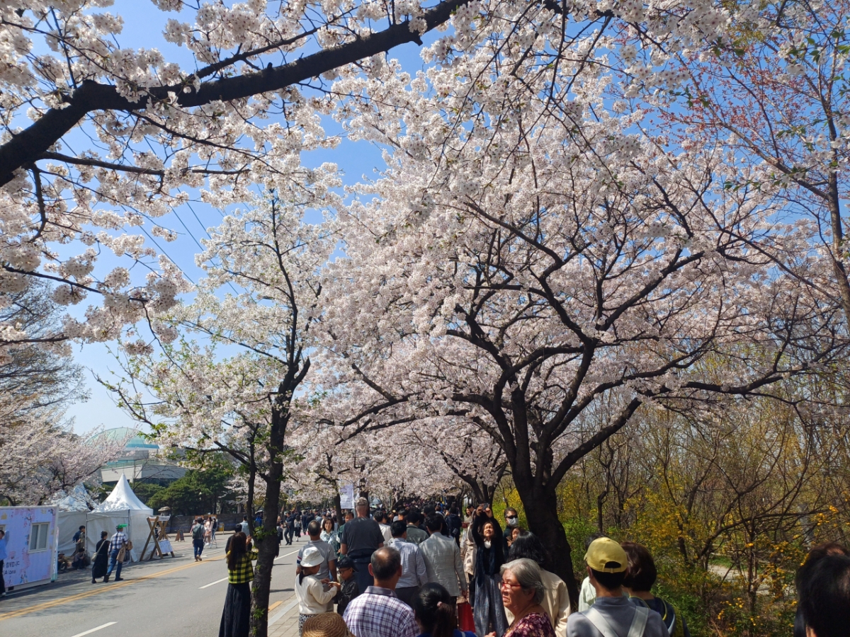 11일 오전 여의도 벚꽃축제를 즐기는 시민들. /사진=오석진 기자.
