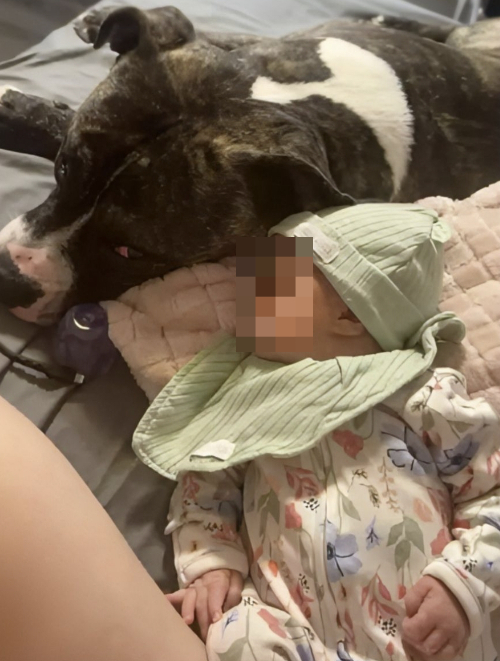 미국 오하이오주에 거주하는 7개월 여아가 집에서 함께 지내던 개 핏불테리어에 물려 숨졌다./사진=페이스북 캡처