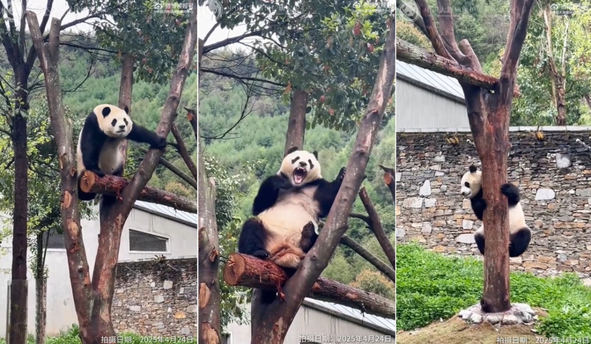 중국 자이언트판다 보호연구센터가 지난 24일 촬영한 푸바오 모습. 푸바오는 현재 가임신 증세를 보이고 있다. /사진=웨이보 갈무리