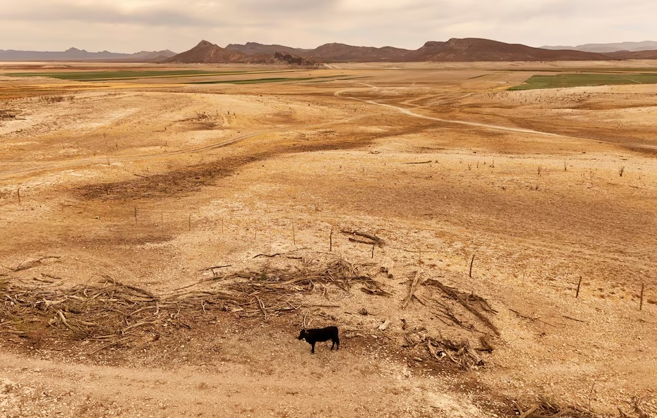 4월17일(현지시간) 멕시코 바예 사라고사의 엘 토로 마을 라 보킬라 댐의 건조한 구역에 소 한 마리가 서 있다. /로이터=뉴스1