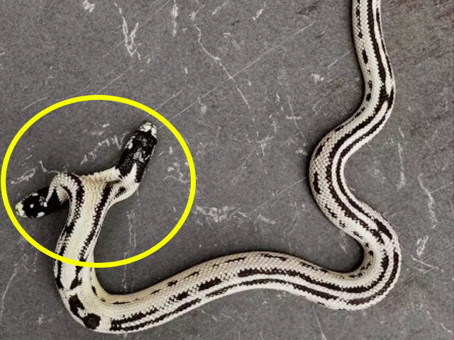 두 개의 머리가 있는 쌍두사/사진=이스트 베이 비바리움 인스타그램