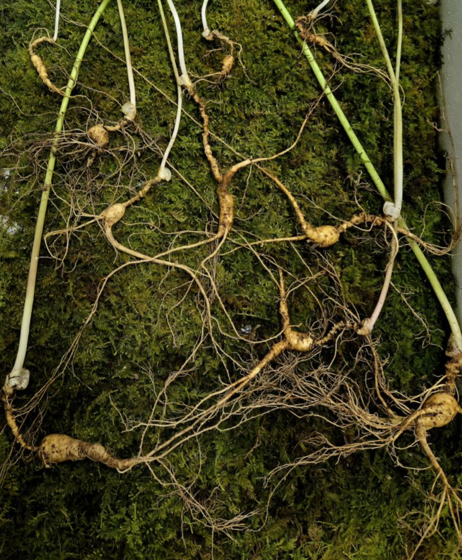 지리산 자락에서 최고 70년근 이상의 천종산삼 30뿌리가 발견됐다. 천종산삼이 발견된 건 올해 들어 이번이 처음이다./사진 제공=한국전통심마니협회