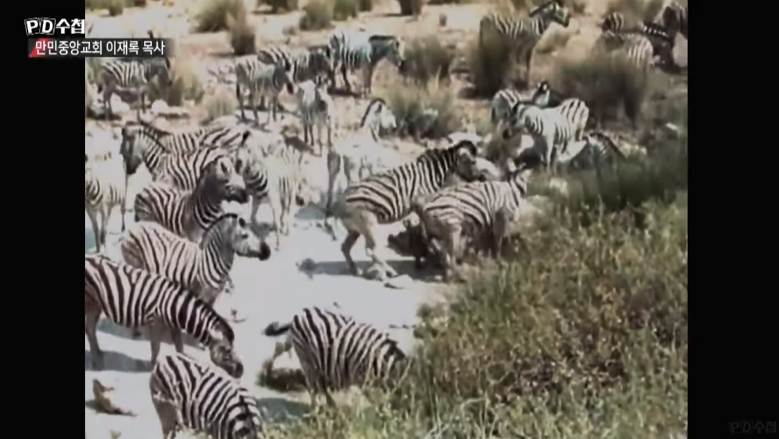 방송국 테러 사건으로 인해 다큐멘터리 '자연은 살아있다'를 긴급 송출한 장면 /사진=MBC 'PD수첩' 방송화면