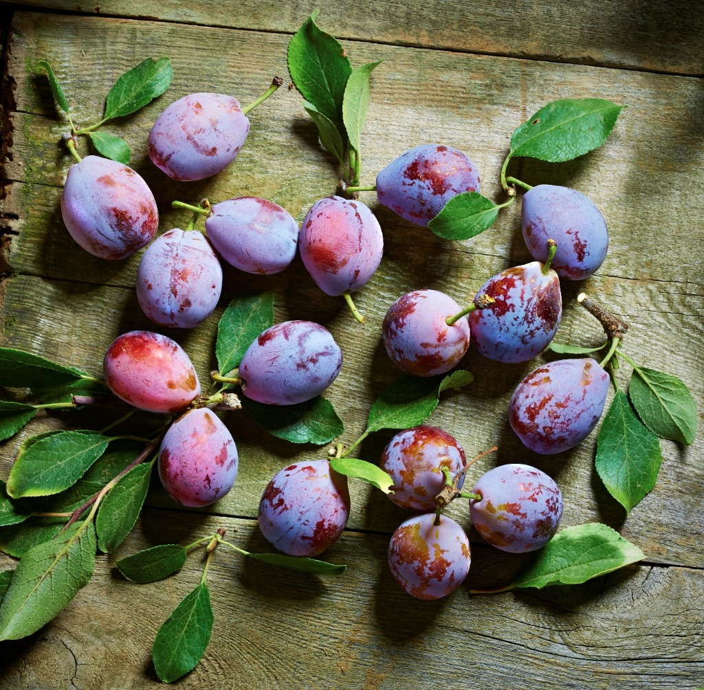 서양의 자두를 말린 게 푸룬이다. /사진=캘리포니아푸룬협회