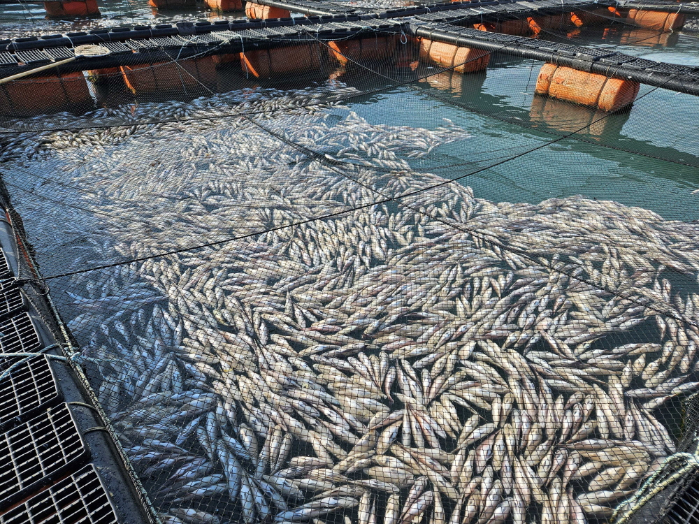 여수시 저수온 피해 양식장/사진제공=전라남도