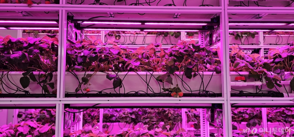 쉘파스페이스는 대전 중구 대흥동에 기업부설연구소 '쉘파 대전점 Lab'를 운영하며 다양한 생육제어 기술을 시험하고 있다. /사진=정혁수