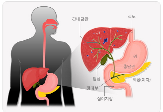 담관의 구조. /자료=국가건강정보포털.