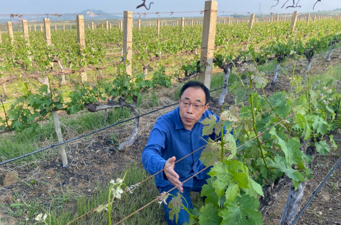 중국 1세대 소믈리에로 유명한 샤오쉐둥 쥔딩(군정) 와이너리 총경리가 와이너리 포도밭에서 포도 생육조건을 설명하고 있다./사진=우경희 기자