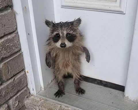 매사추세츠주 벤처타운에 사는 한 주민이 집 문 앞에서 아기 라쿤 한 마리를 발견한 모습. /사진=SNS 갈무리