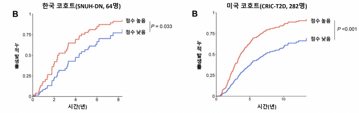 보체 점수에 따른 당뇨병콩팥병의 진행 확률. 다른 임상 변수를 보정했을 때, 보체 점수가 높은 환자는 당뇨병콩팥병이 빠르게 진행할 위험이 2배 이상 높았다. 이 결과는 한국·미국 코호트에서 똑같이 나타났다./자료=해당 논문